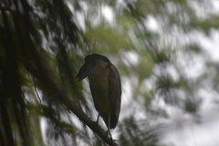 Cochlearius cochlearius