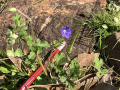 Erodium