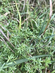 Galium