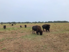 Bison bison