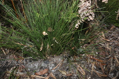 Lomandra