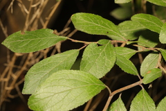 Prunus spinosa
