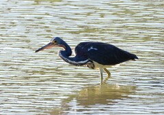 Egretta tricolor