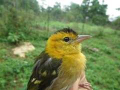 Ploceus sanctithomae