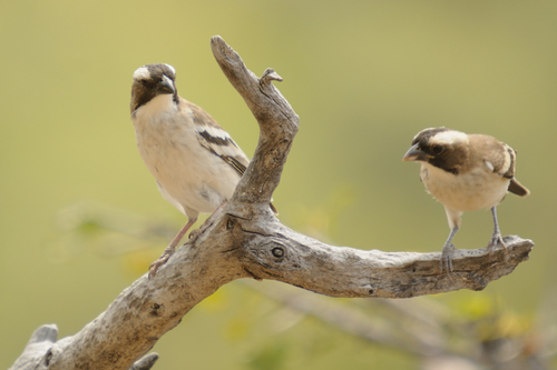White-browed Sparrow-Weaver