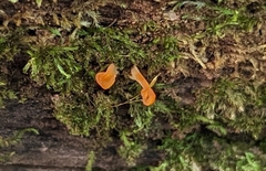 Dacrymyces spathularia