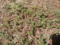 Portulaca oleracea