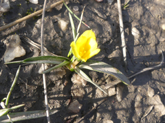 Moraea fugacissima