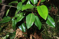 Ficus rubiginosa