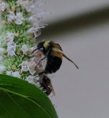 Bombus affinis
