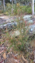 Lasiopetalum rufum