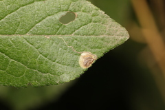 Stigmella plagicolella