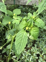 Physalis philadelphica