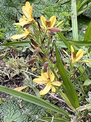 Wachendorfia multiflora