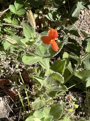 Erythranthe cardinalis