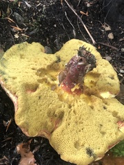 Baorangia bicolor