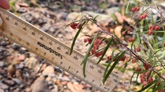 Lasiopetalum rufum