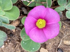 Oxalis purpurea