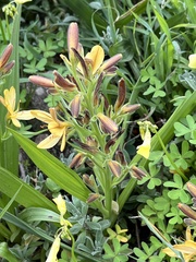 Wachendorfia multiflora