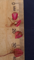 Lasiopetalum rufum