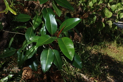Ficus rubiginosa
