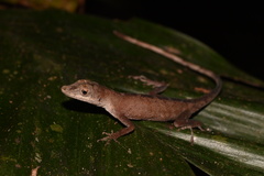 Anolis fuscoauratus