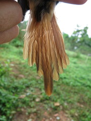 Terpsiphone atrochalybeia