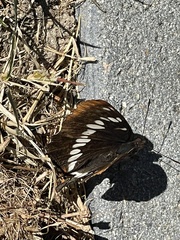 Limenitidinae
