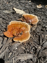 Ganoderma