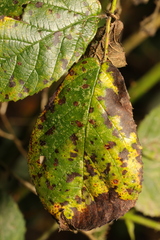 Diplocarpon rosae
