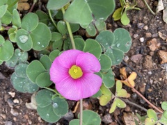 Oxalis purpurea