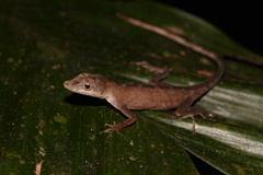 Anolis fuscoauratus