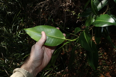 Ficus rubiginosa