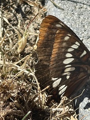 Limenitidinae