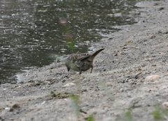 Zonotrichia albicollis