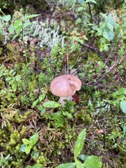 Gomphidius glutinosus