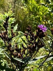 Vernonia fasciculata