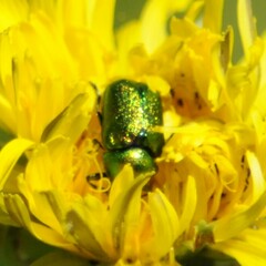 Cryptocephalus sericeus