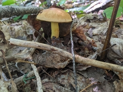 Hemileccinum
