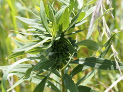 Rhopalomyia solidaginis