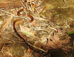 Echinanthera cephalostriata