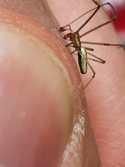 Tetragnatha pinicola