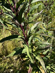 Vernonia fasciculata