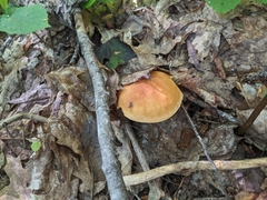 Hemileccinum