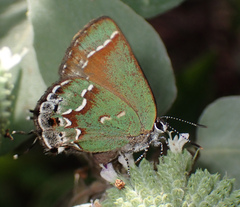 Callophrys gryneus
