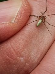 Tetragnatha pinicola