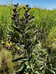 Vernonia fasciculata