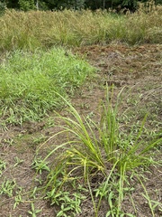 Carex retrorsa