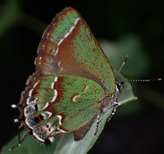 Callophrys gryneus