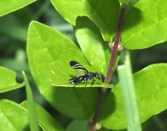 Tritoxa flexa
